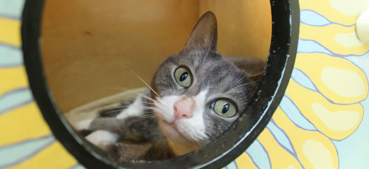 grey and white cat inside a round cubby painted with sunflower motif