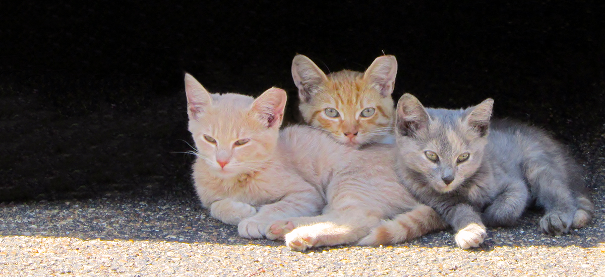 three outdoor cats with tipped ears snuggling close together