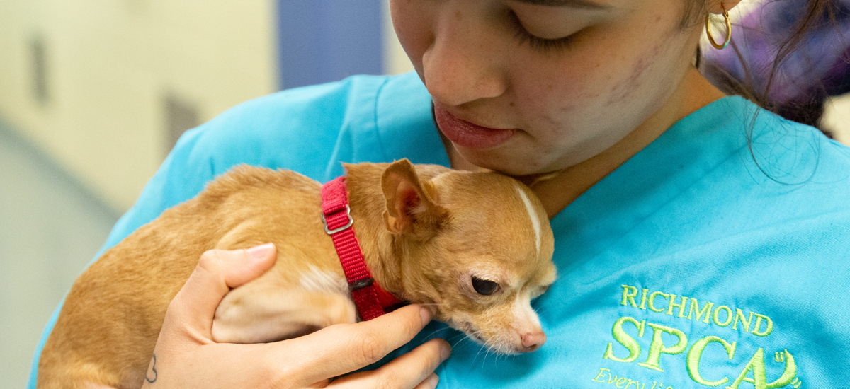 Duchess, a tiny chihuahua, is embraced by an animal care technician at the Richmond SPCA