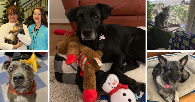 Pets adopted from the Richmond SPCA this holiday season