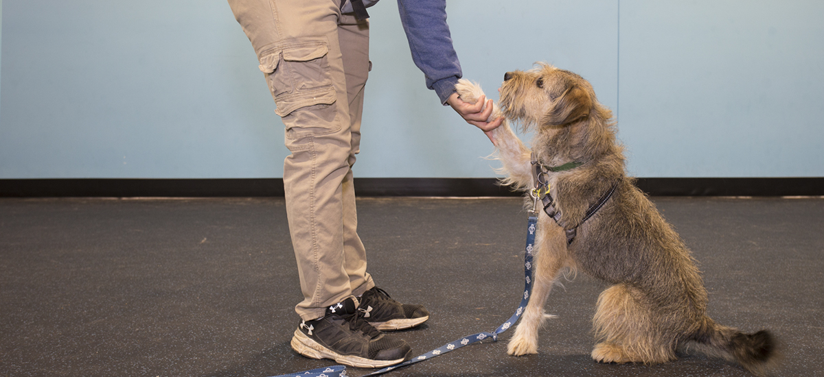 Walter demonstrates "shaking hands" with his trainer