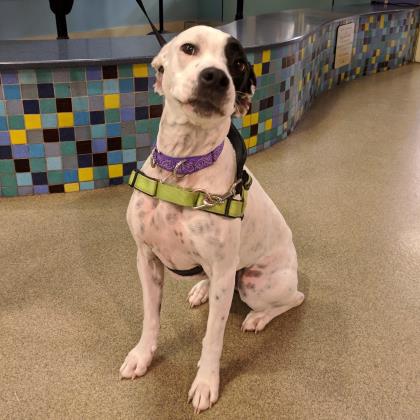 dog with long legs, white body and black patch surrounding left eye