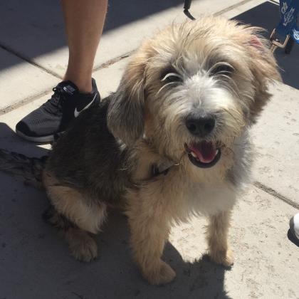 scruffy terrier mix dog