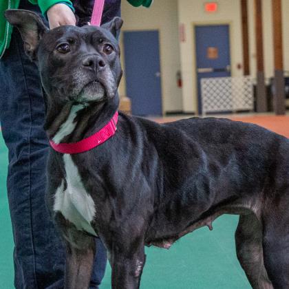 senior dog with greying muzzle wearing red collar