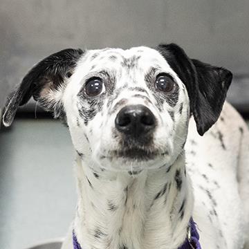 dalmatian mix