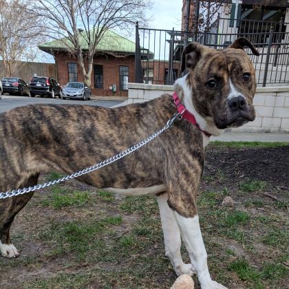 Zoey, brindle dog with white front legs