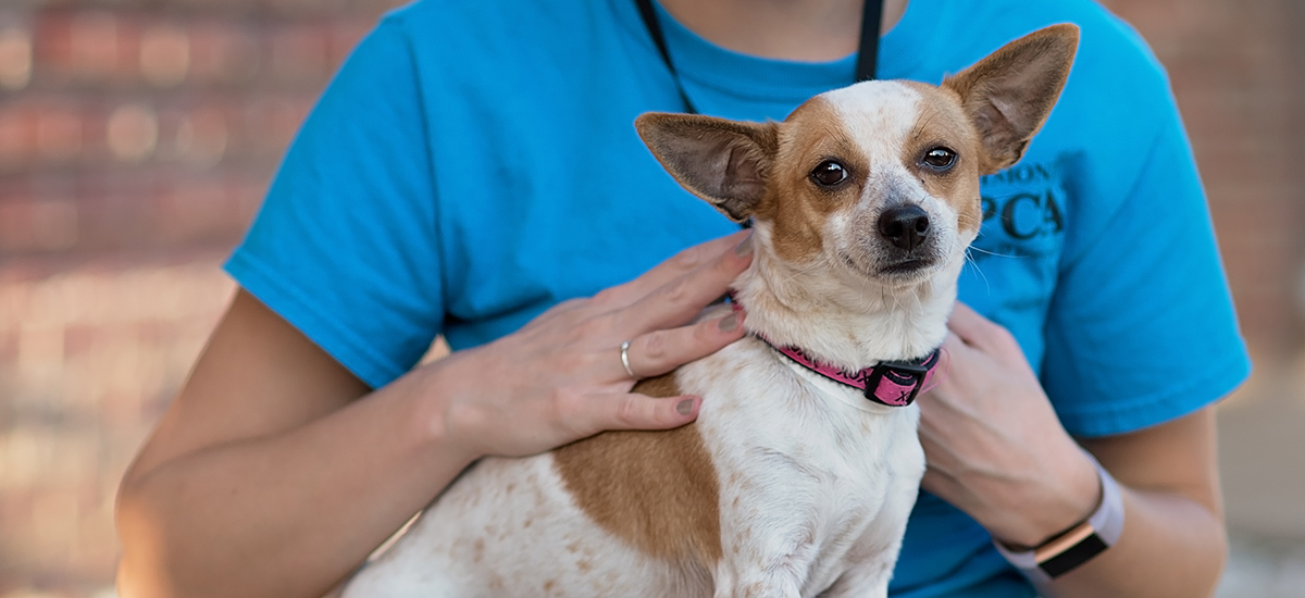 small dog with large upright ears sitting in volunteer