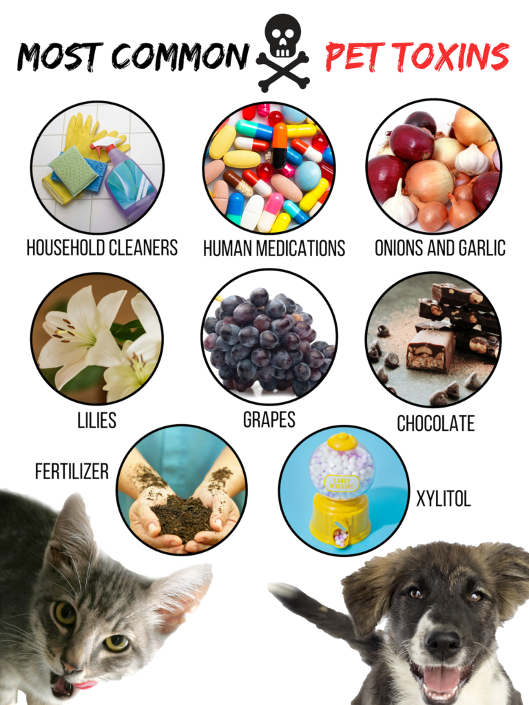 Infographic: "Most common pet toxins" with skull and crossbones and images of items potentially poisonous to dogs and cats