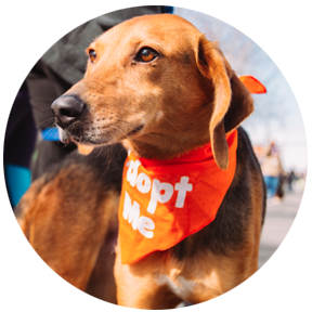hound wearing orange "Adopt Me" Bandana