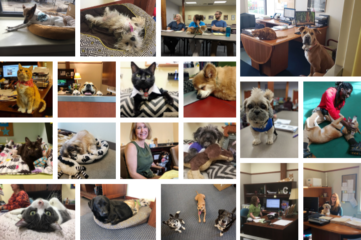 Pets at work at the Richmond SPCA