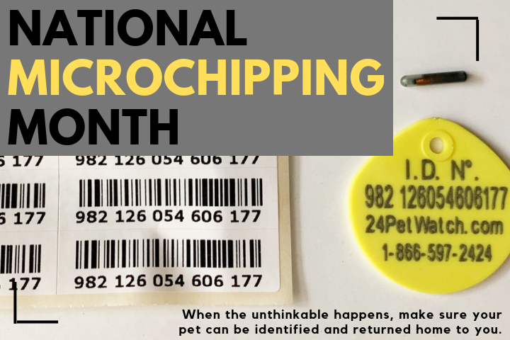 blog graphic for National Microchipping Month