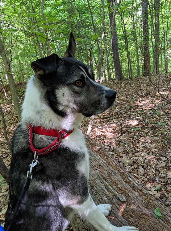 dog wearing a red collar and black leash stands in the woods