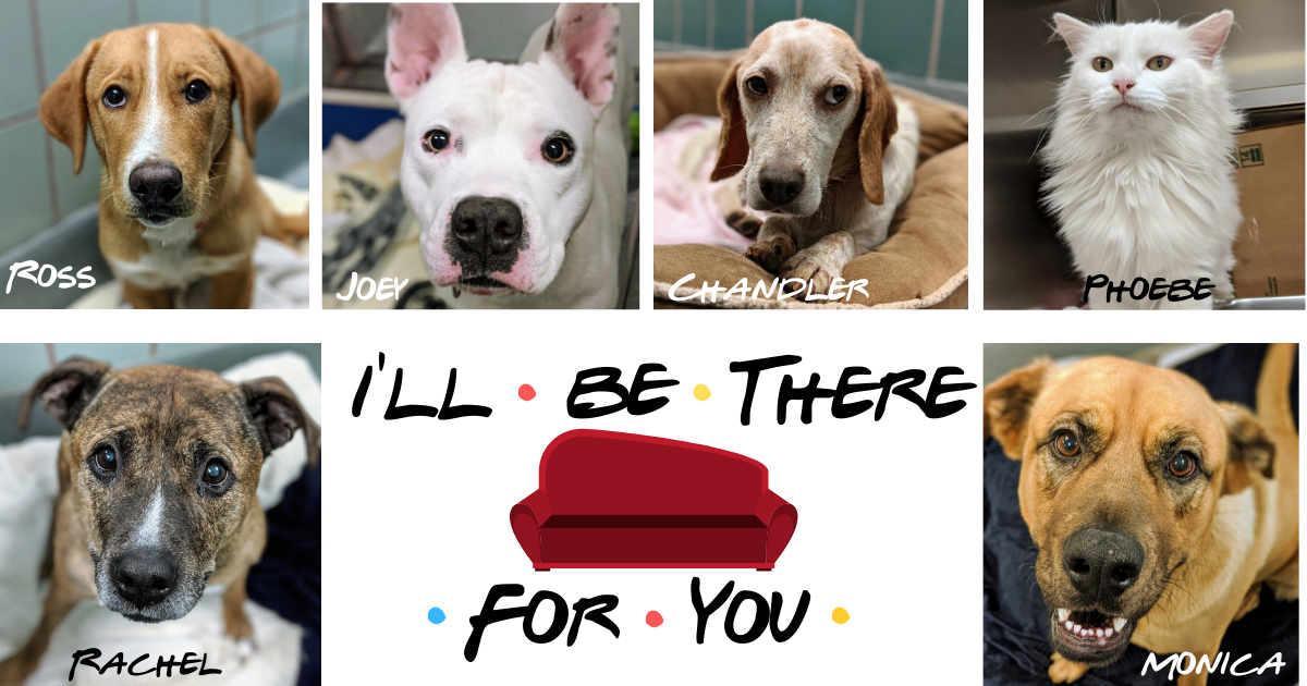 Photos of five dogs and one cat with an image of orange sofa and text "I'll be there for you"