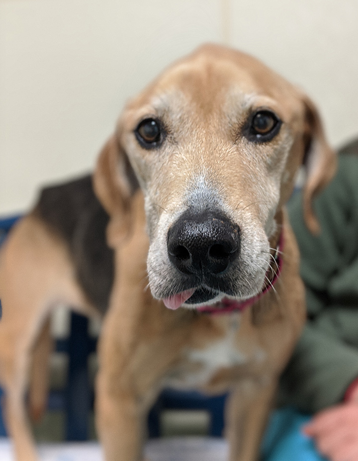 tan and black dog named Lilly, large brown eyes and somber expression with small amount of tongue visible