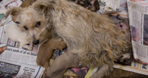 A scared mother dog looks up from her dirty cage where she nurses her puppies in a puppy mill operation.