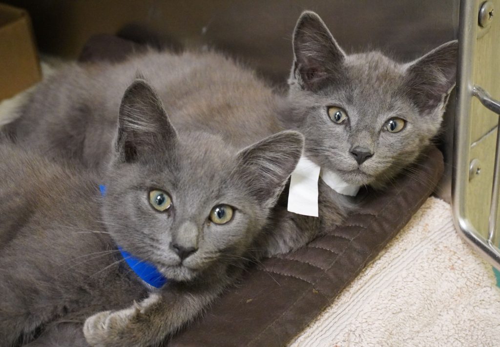 Two gray kittens