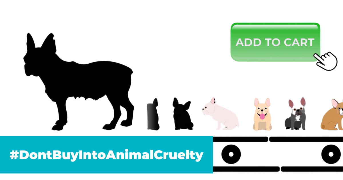 Illustration of a French bulldog mama in a puppy mill with puppies on a conveyer belt behind her overlay text: "#DontBuyIntoAnimalCruelty