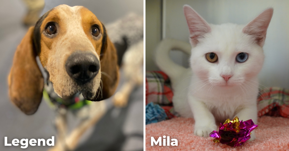 a hound dog, Legend, and a white cat, Mila