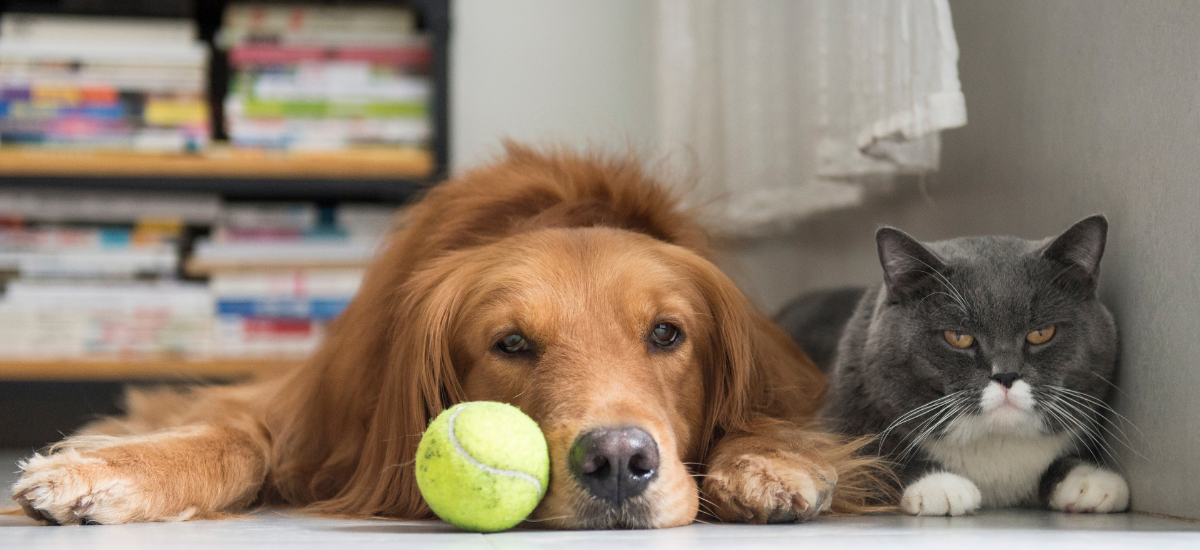 dog and cat lying side by side