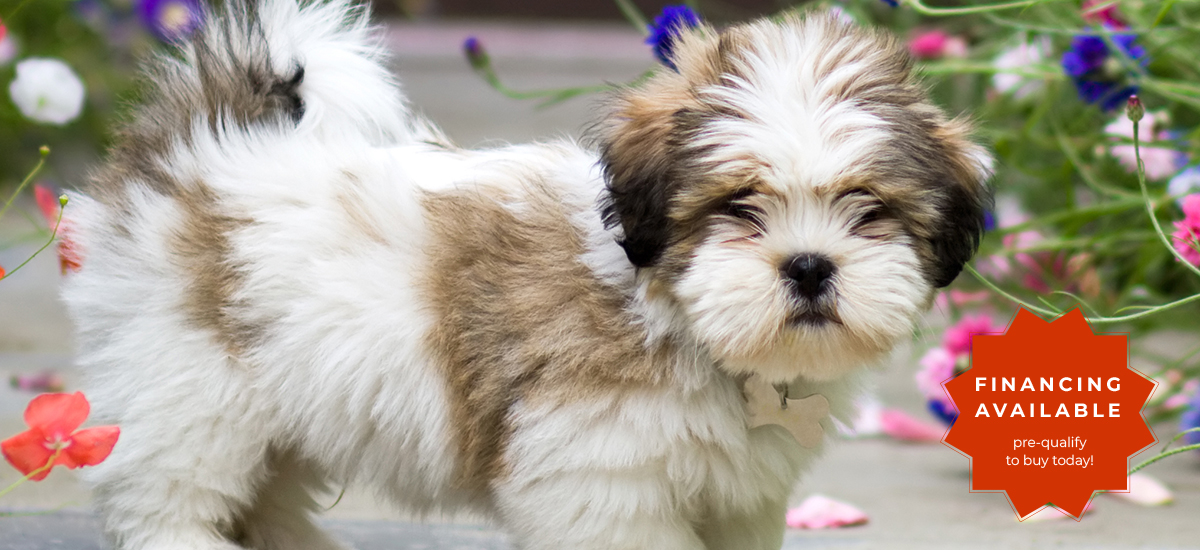 lhaso apso puppy surrounded by flowers, overlay "financing available"