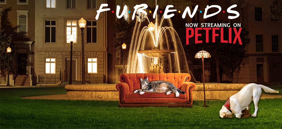 cat lounges on the iconic "Friends" sofa while a dog digs in the foreground