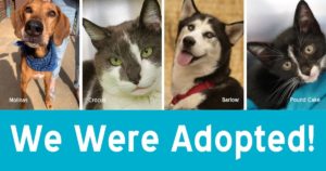 Photos of four recently adopted pets above the text, "We Were Adopted!"