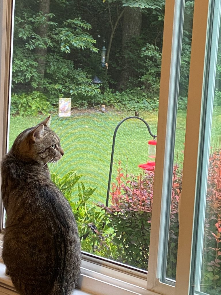 Jackson stands at a large window pane looking out on a green lawn. A humingbird feeder is positioned in the flowerbed just outside the window.