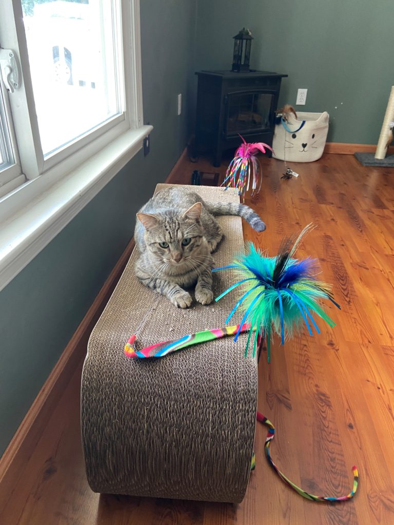 Jackson is perched on a cardboard cat scratcher beneath a window with cat toys all around him.