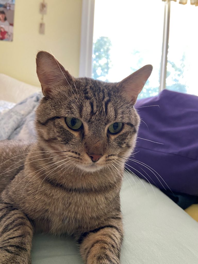 Closeup of cat showing Jackson's facial expression. His ears are perked forward and his eyes are soft.