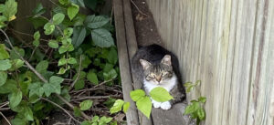 ear-tipped cat rests next to a fence in an ivy-covered corner