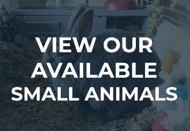View our available small animals