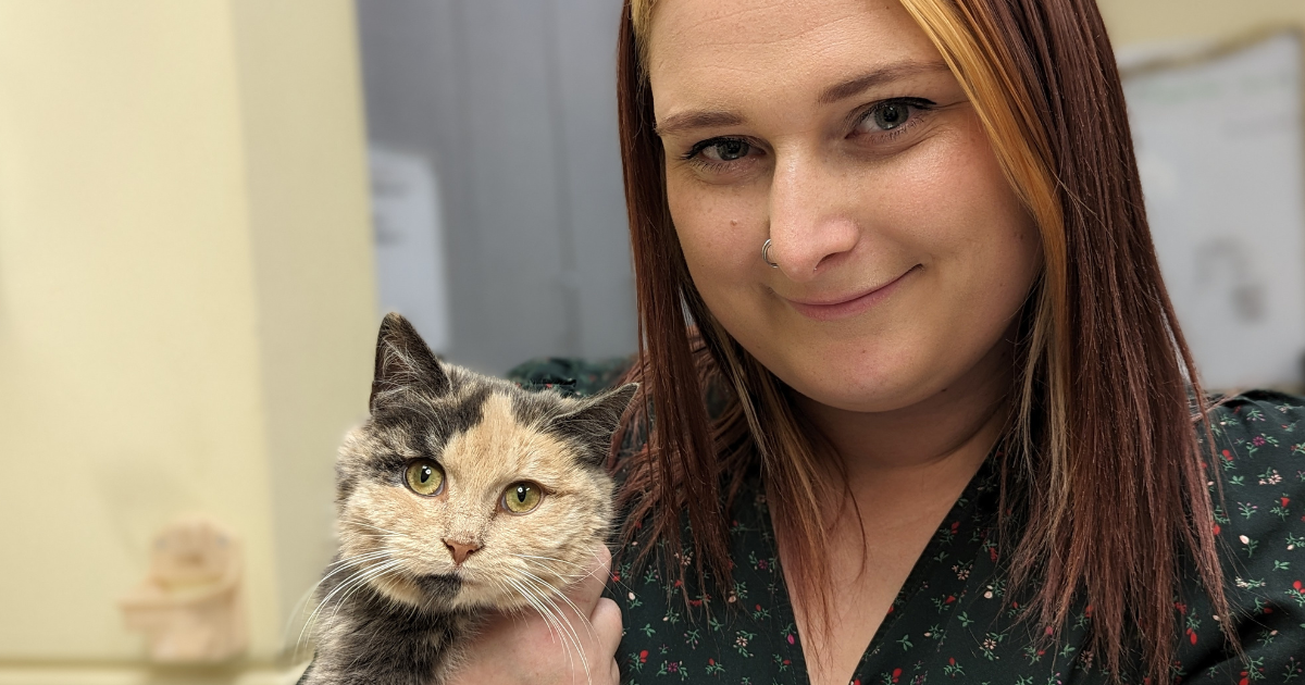 pastel calico kitten held by shelter worker wearing green holiday print dress