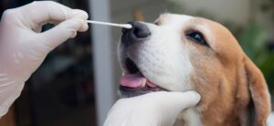 Stock photo of a person’s gloved hands swabbing the nose of a tan and white dog