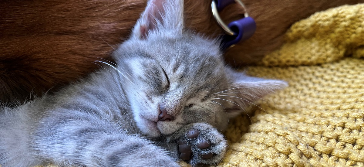 sleeping grey tabby kitten snuggled closely against a brown dog