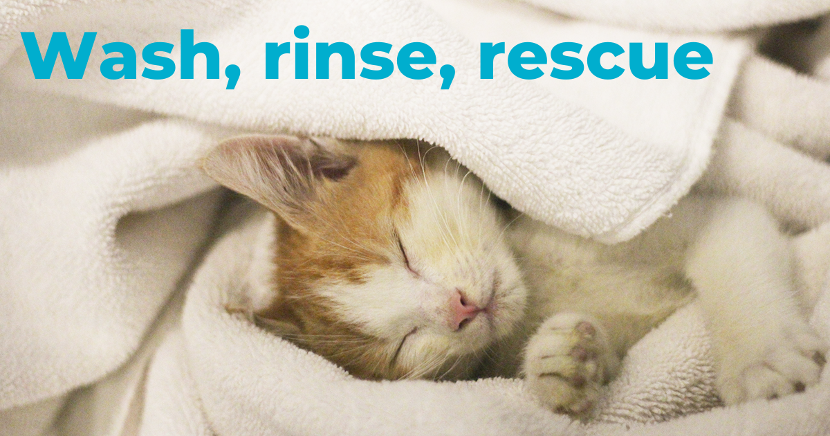 kitten sleeping in a pile of freshly washed towels