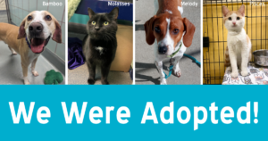 two dogs and two cats with the text "we were adopted"