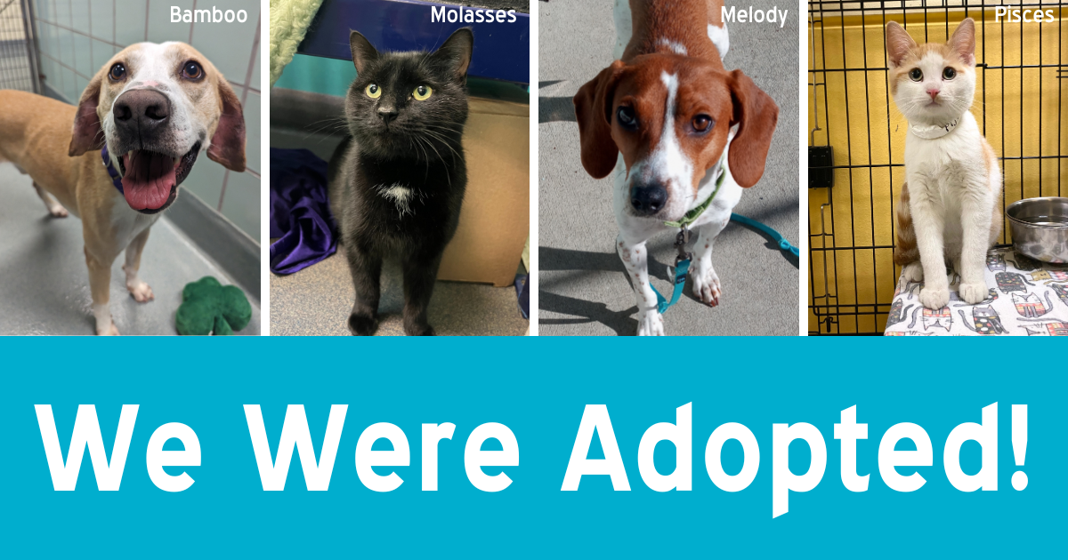 two dogs and two cats with the text "we were adopted"