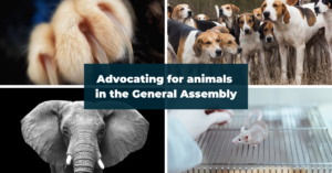 collage of four images, clockwise from top left: cat paw with intact claws, a pack of hunting hounds, a mouse in a laboratory and an elephant. In the center of the images is the text, "Advocating for animals in the General Assembly"