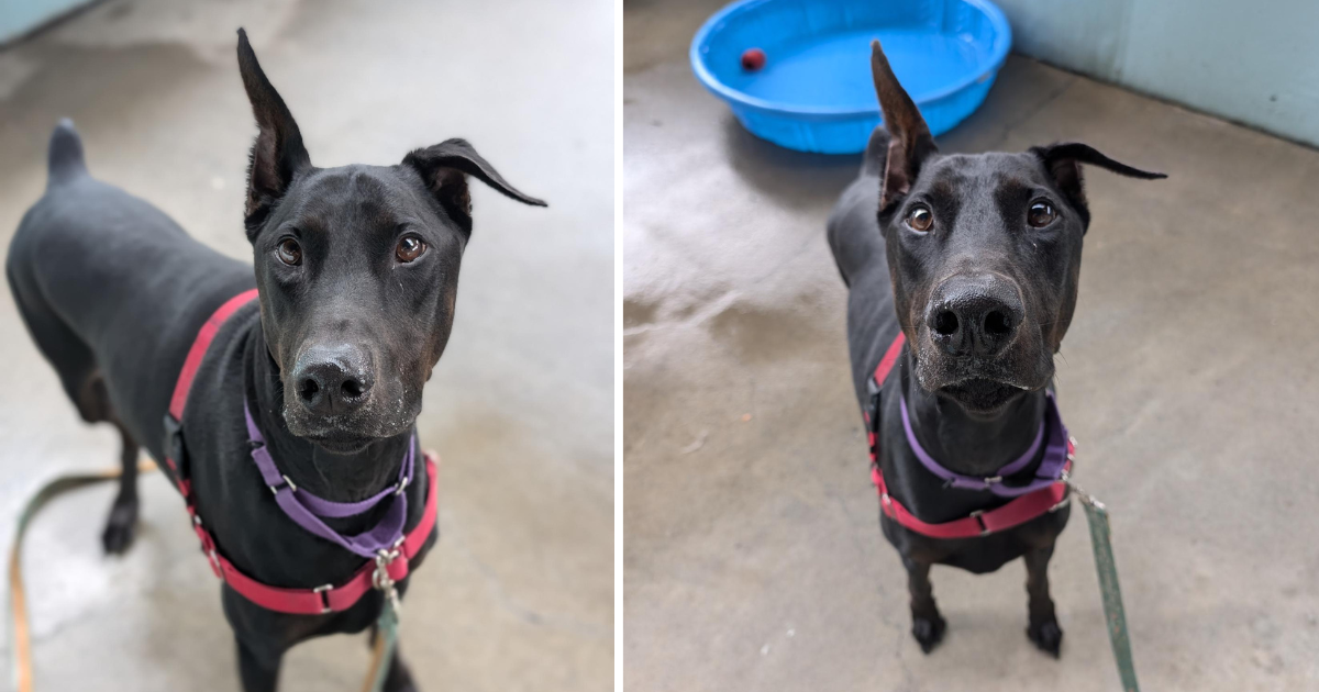 Doberman with quizical expression, one ear points up and the other points to the right