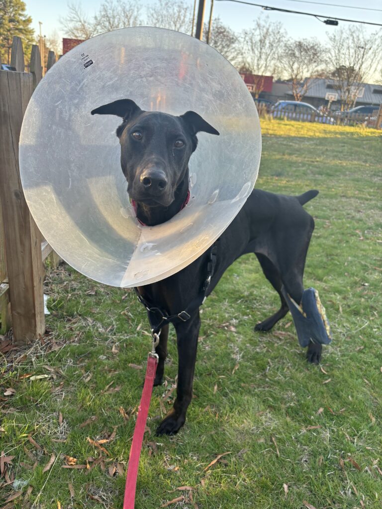 Doberman with an orthopedic device attached to his rear leg is wearing a cone on his head