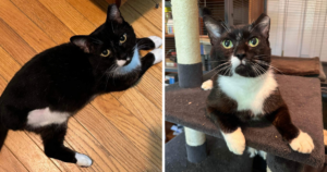 two photos of a black and white cat