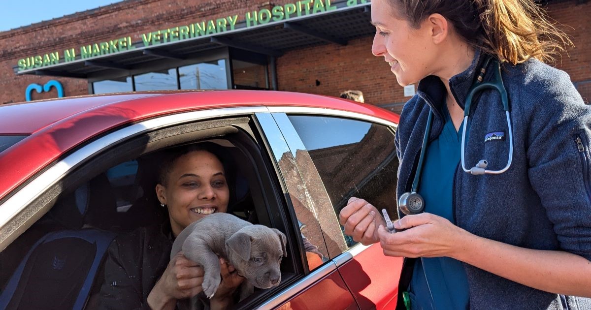 Veterinarian approaches a red car. Driver is holding a small, grey puppy up to the window to receive a vaccination.