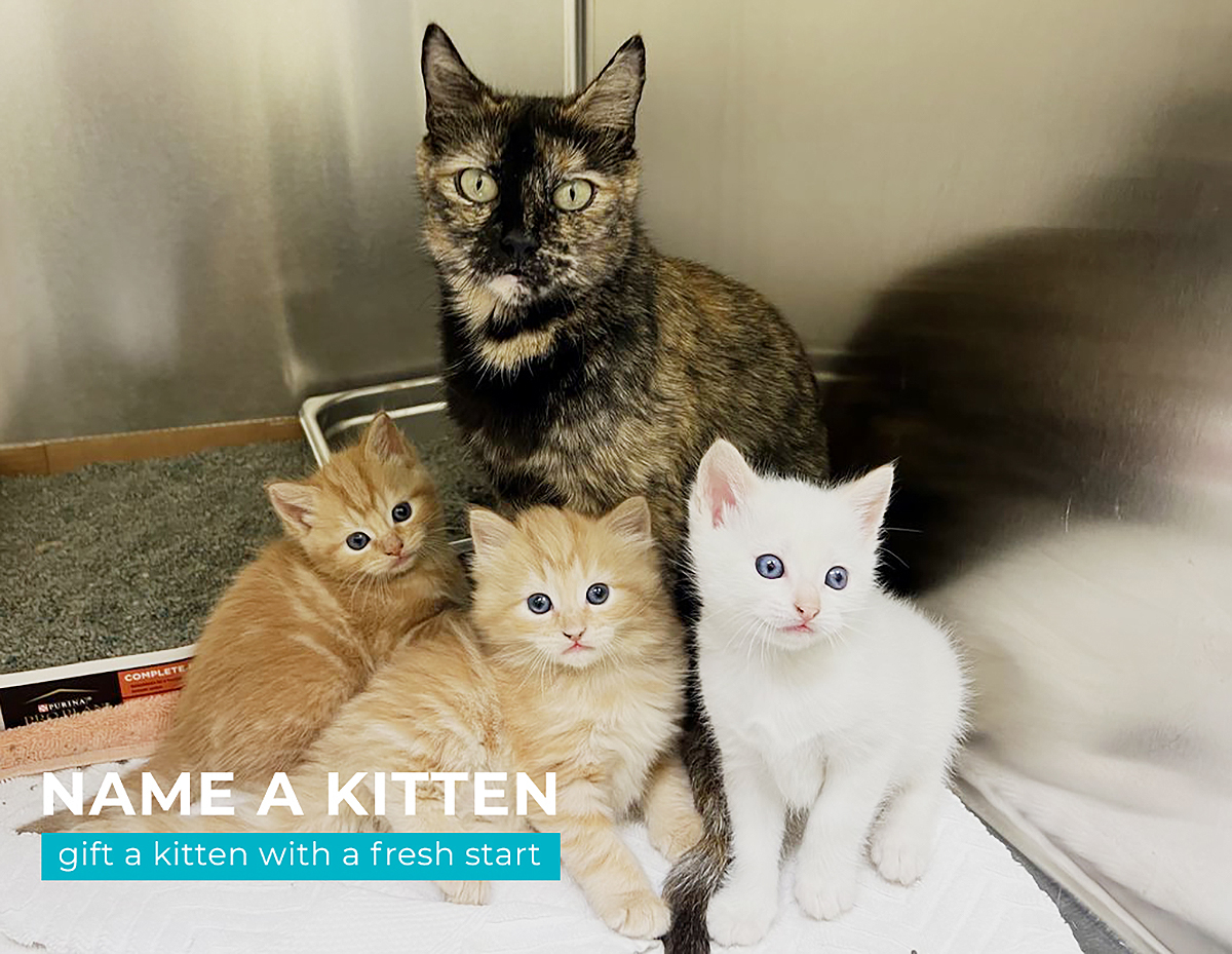 momma name a kitten