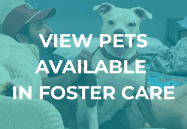 View pets available in foster care